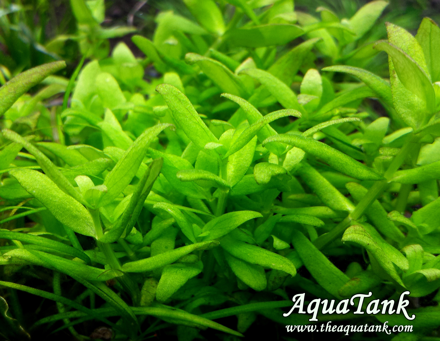 Bacopa Japan aquarium plant | AquaTank Rare Aquarium Plants